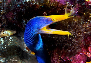 Male Ribbon Eel/Photographed with a Canon 60 mm macro len... by Laurie Slawson 